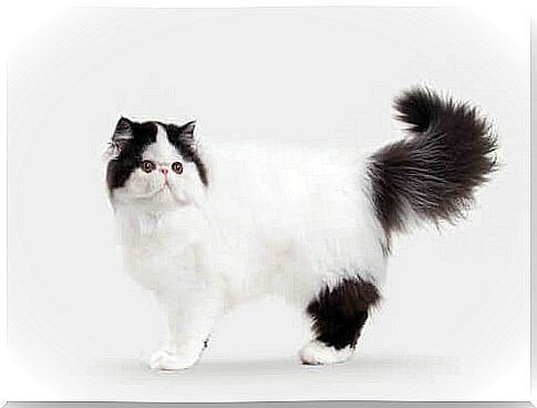 10 long haired cat breeds: sociable and balanced