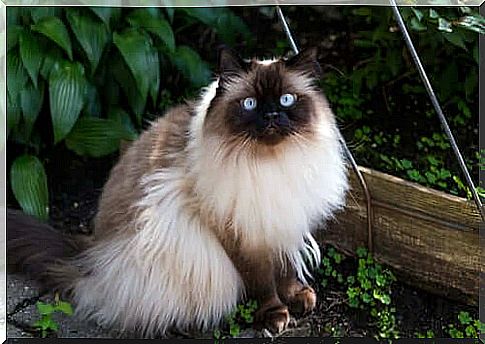 Long-haired cat breeds: Himalayan