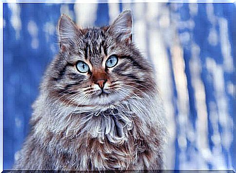 Long-haired cat breeds: Siberian cat