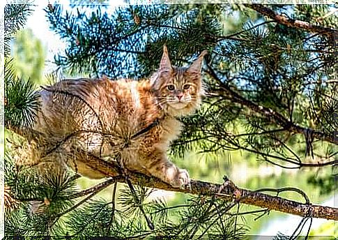 Long haired cat breeds: Maine Coon