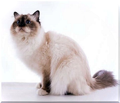 Birman cat