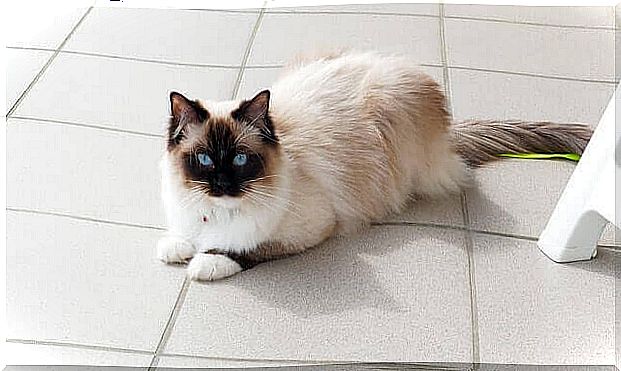 Ragdoll