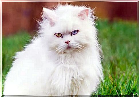 Turkish Angora