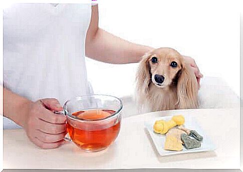 Tea for the dog