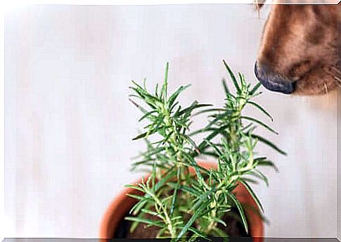 Medicinal plants for pets