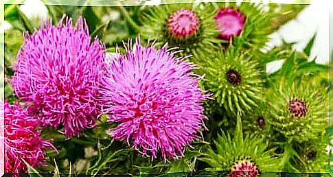 Medicinal plants for pets: milk thistle