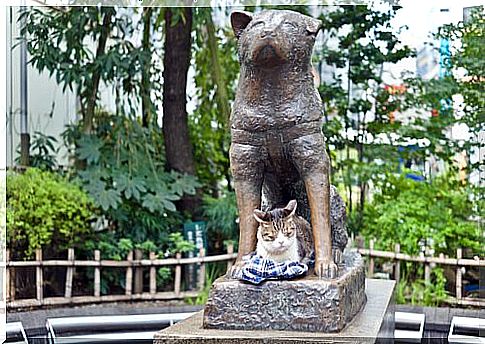 4 dogs who followed Hachiko's example