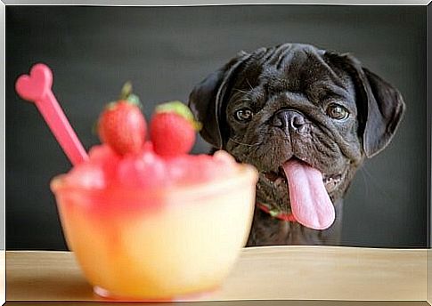 4 smoothies for dogs