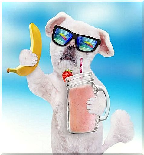 Smoothies for dogs - dog with smoothie