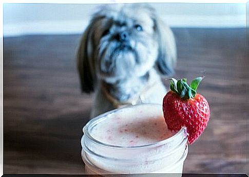 Smoothies for dogs - strawberry smoothie