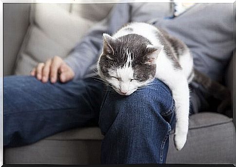 Sleeping with your cat - cat sleeps on your lap