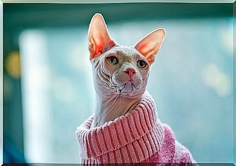 Sphynx cat