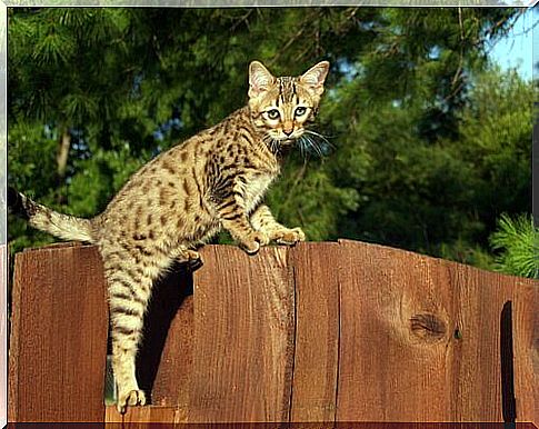 Savannah cat