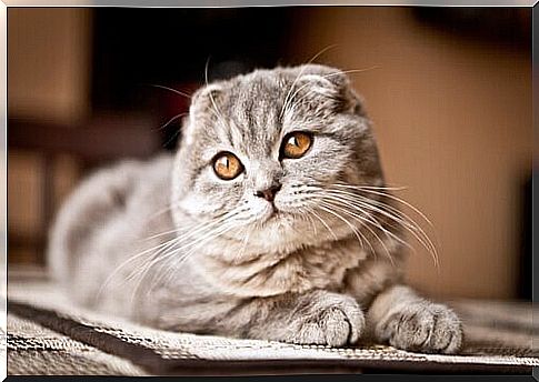 Scottish Fold cat