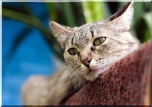 Make your cat happy - cat lies on the scratching post