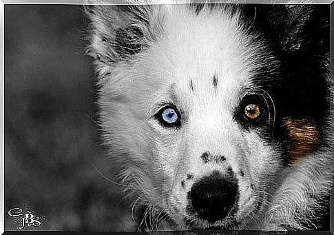 Things your dog doesn't like - dog with blue-brown eyes