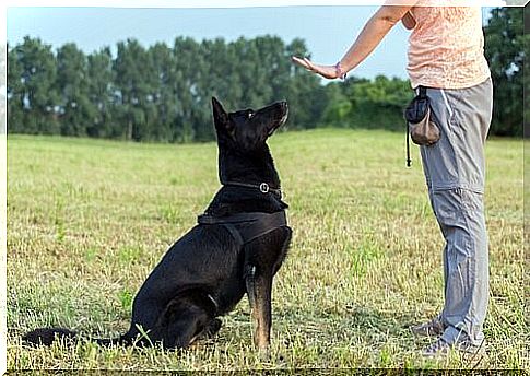 Things Your Dog Doesn't Like - Dog Training