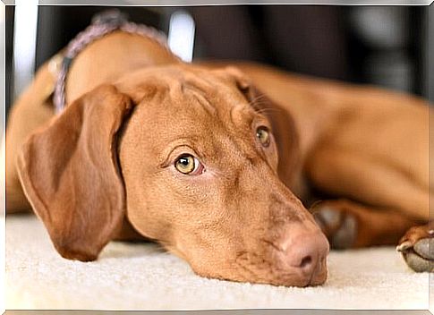 5 tips against fearful behavior in dogs