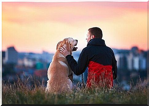 5 touching stories about dog loyalty