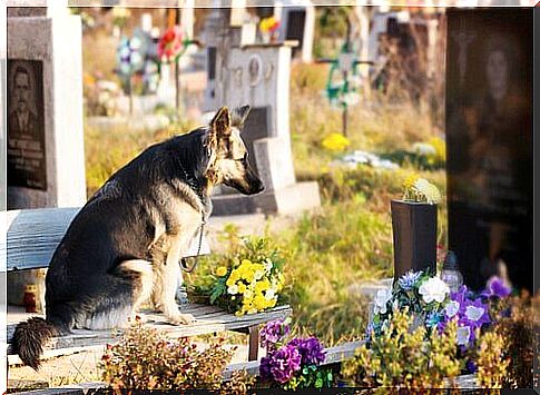 Dog at master's grave