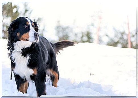 Travel destinations for dog owners in the snow.