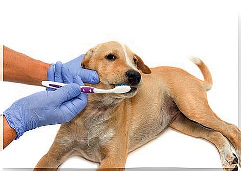 6 Best Dog Dental Care Products