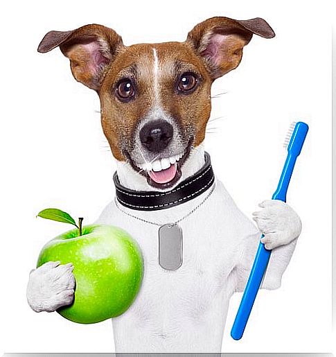 Dental care in dogs - dog with toothbrush and apple