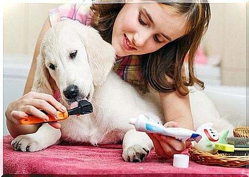 Dental care in dogs - girl brushes dog teeth