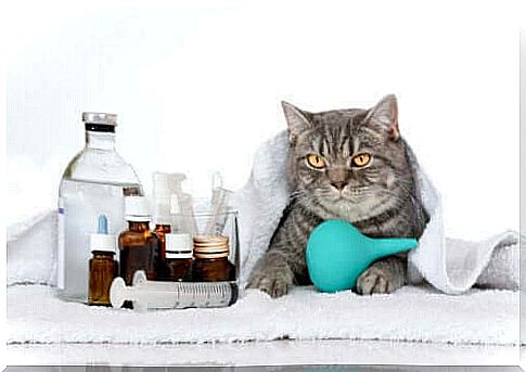 6 genetic diseases in cats