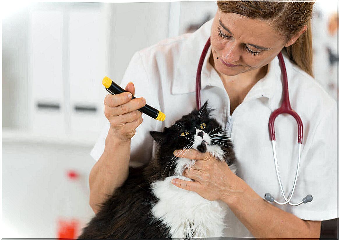 genetic diseases - cat at the vet