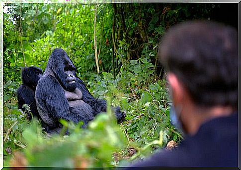 6 rangers killed for protecting gorillas