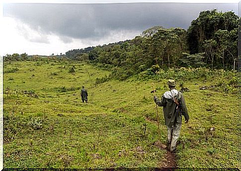 Protection from gorillas