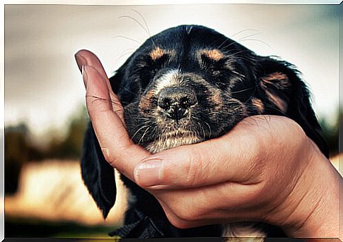 Your dog in your hand