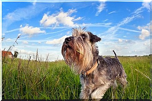 7 breeds of dogs that hardly shed - miniature schnauzers