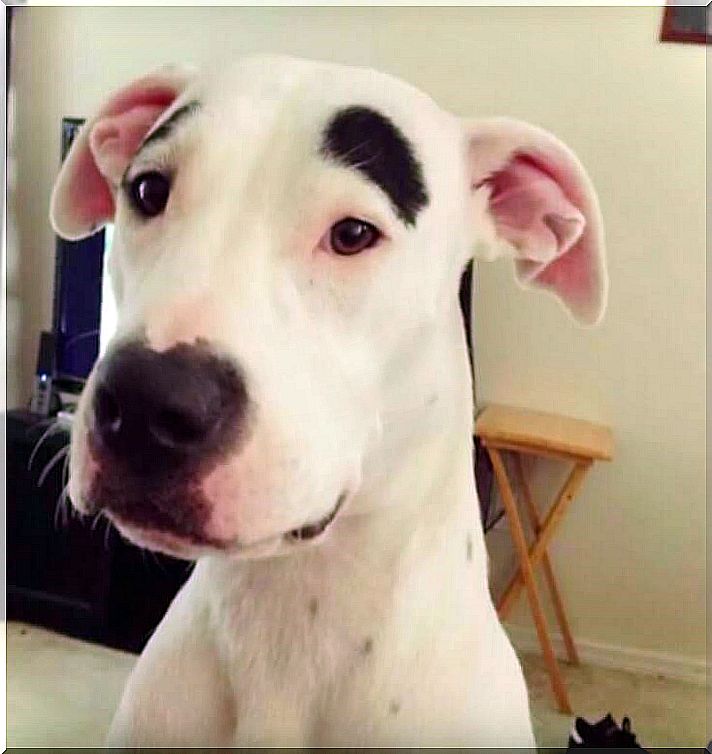 8 dogs with unique fur - the eyebrow dog