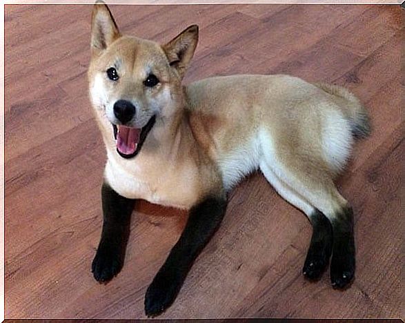 8 dogs with unique fur - the Puss in Boots