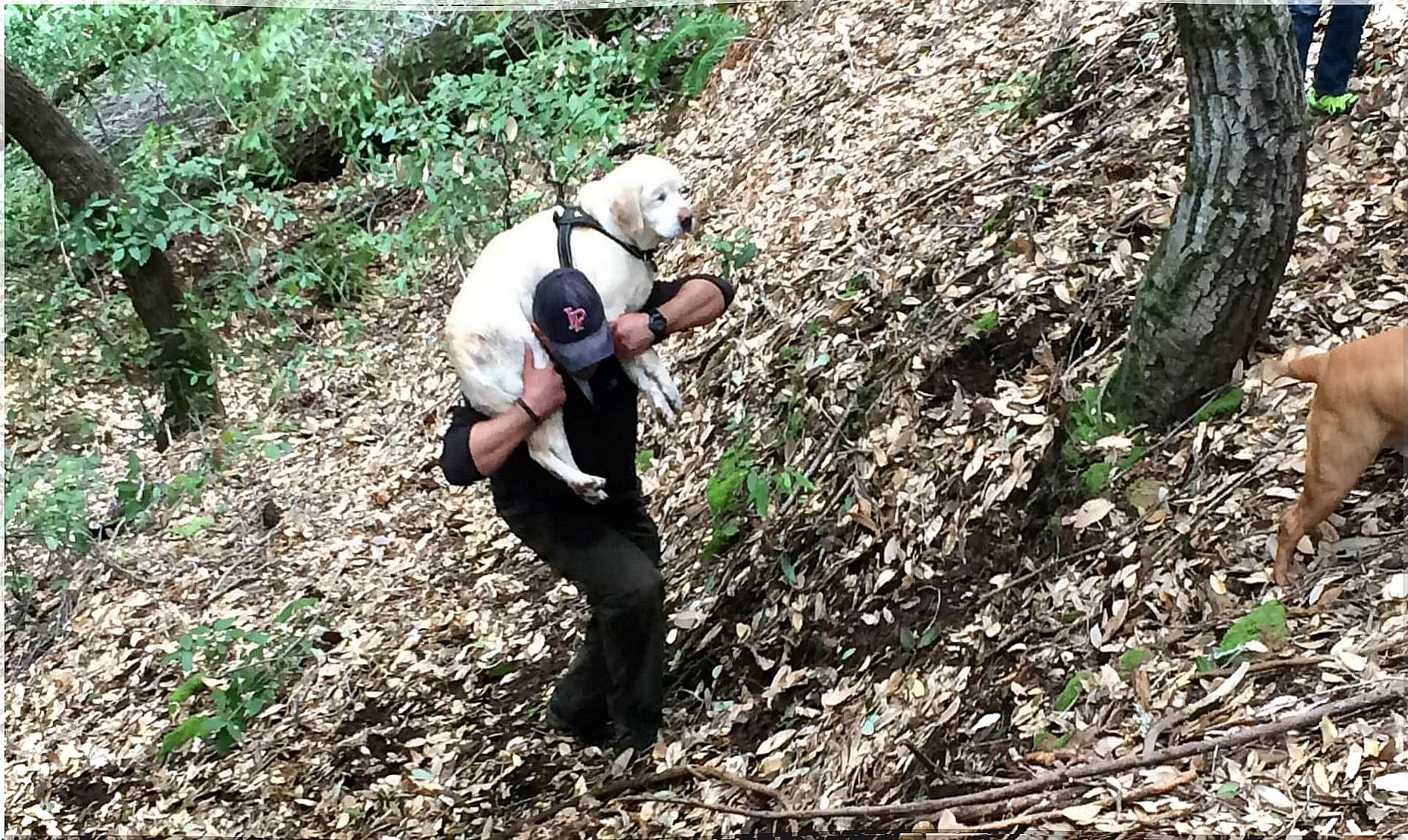 Labrador allein im Wald