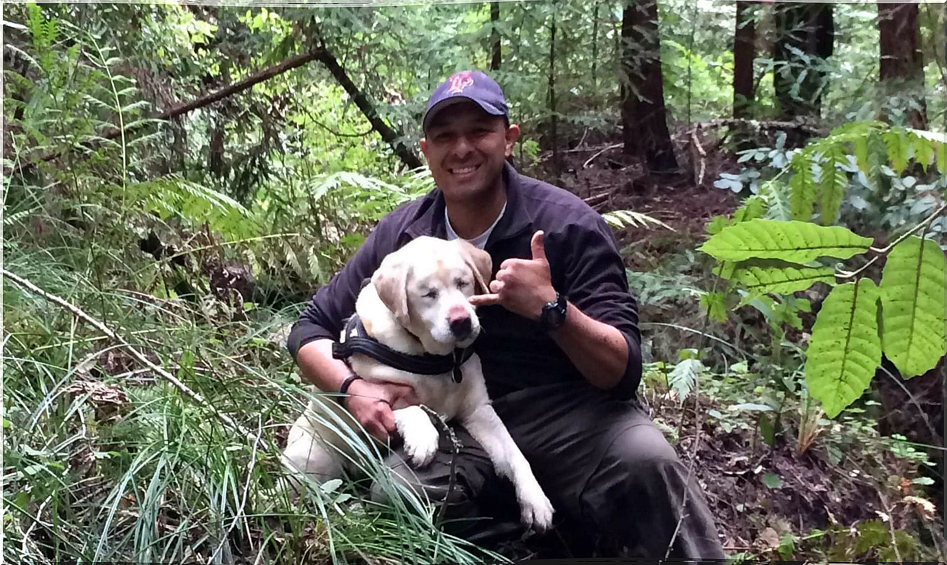 Labrador wurde im Wald gefunden