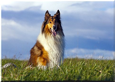 Collie before euthanasia