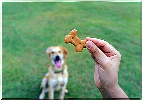 Homemade dog biscuits