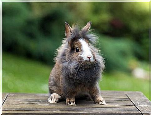 About the lion head rabbit: an adorable pet