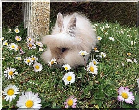 The lion head rabbit probably descends from color dwarfs.