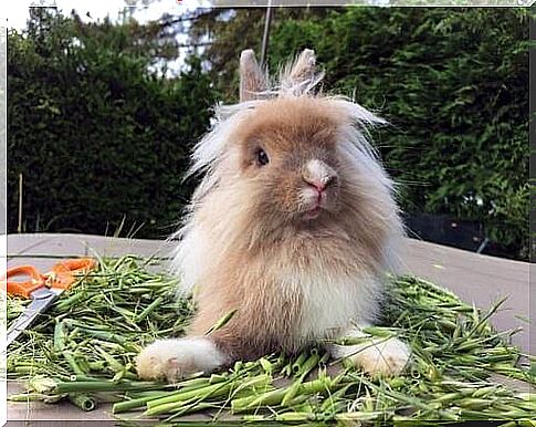 The lion head rabbit is not an official breed in most countries.