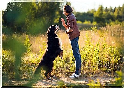 Goals and commands in dog training