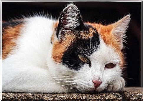 Anemia in cats: symptoms and treatment