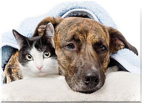 Anti-inflammatory agents for dogs and cats