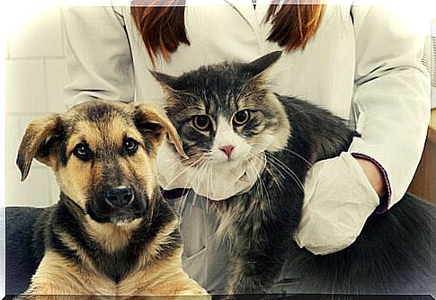 Cat and dog at the vet