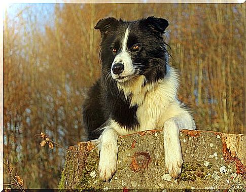 Border Collie