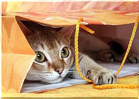 Anxiety Disorders - Cat in a Paper Bag