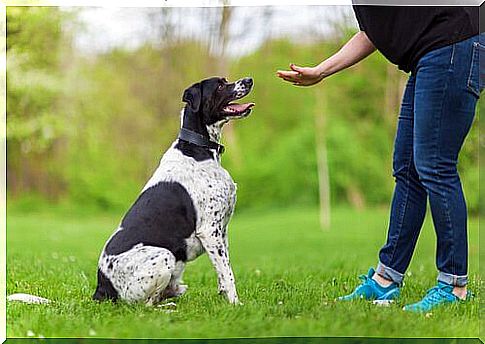 Applied psychology in dog training